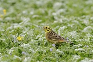 Yellowhammer - Male side view, feeding in meadow