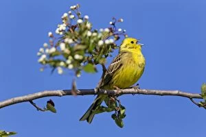 Images Dated 8th May 2011: Yellowhammer - perched on whitethorn branch - singing