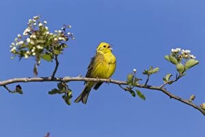 Images Dated 8th May 2011: Yellowhammer - perched on whitethorn branch - singing
