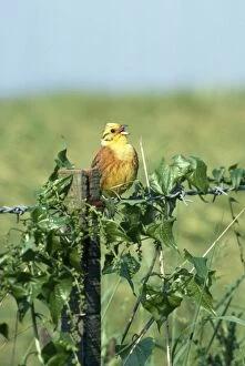 Images Dated 23rd May 2007: Yellowhammer - singing