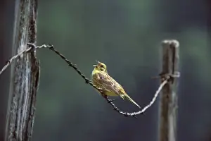 Yellowhammers Prints: Yellowhammer - Singing on barbed wire France
