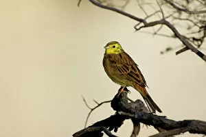 Yellowhammer - sitting on a tree branch looking out in first morning light