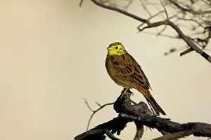 New Zealand Prints: Yellowhammer - sitting on a tree branch looking out in first morning light - Coromandel Peninsula