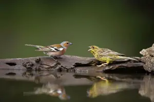 Chaffinches Prints: Yellowhammer - Threatening Chaffinch at drinking pool Emberiza citrinella & Fringilla coeleb Hungary BI016638