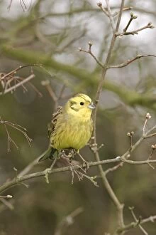 Yellowhammer - On twig front view