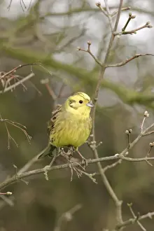Yellowhammers Prints: Yellowhammer - On twig front view Bedfordshire UK 1586