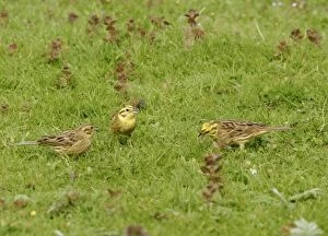 Yellowhammers - Group feeding in meadow