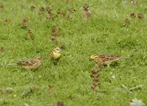 Yellowhammers Prints: Yellowhammers - Group feeding in meadow. Bedfordshire UK 003