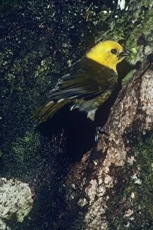 Images Dated 20th July 2007: Yellowhead - endemic South Island, New Zealand