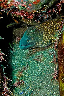 Eels Prints: Yellowmargin Moray - with shrimp (Rhynchocinetes durbanensis) - Bali - Indonesia