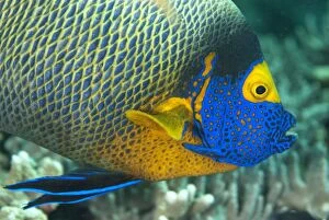 Images Dated 13th December 2008: Yellowmask Angelfish