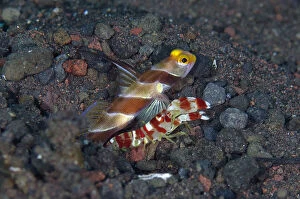 Yellownose Shrimpgoby - with Randalls Snapping Shrimp, Alpheus randalli, cleaning hole - Pong Pong dive site, Seraya