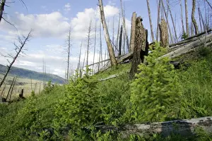 Regeneration Prints: Yellowstone national park, 15 years after fires