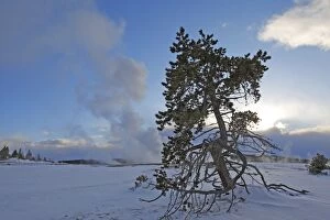 Images Dated 7th March 2009: Yellowstone National Park - in snow