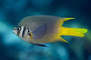 Images Dated 25th February 2019: Yellowtail Damsel - Lone Tree dive site, Dili, East Timor (Timor Leste) Date: 25-Feb-19