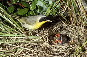 Five Prints: Yellowthroat - male at nest with young