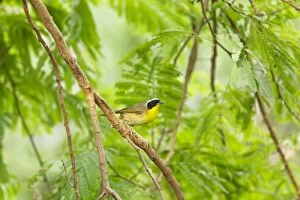 Images Dated 3rd May 2012: Yellowthroat Warbler