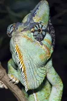 Yemen Prints: Yemen Chameleon- Yemen; shows eyes swivel independently
