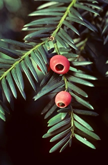 Images Dated 25th April 2007: Yew - with berries