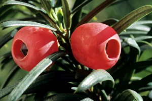 Images Dated 25th April 2007: Yew with berries