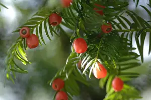 Yew with berries