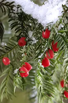 Yew with berries