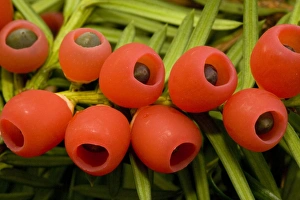 Images Dated 16th October 2006: Yew tree in autumn, with ripe berries