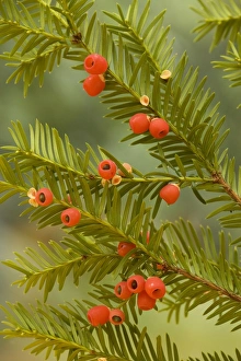 Images Dated 16th October 2006: Yew tree in autumn, with ripe berries