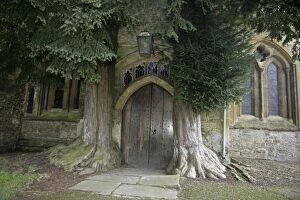 Images Dated 25th February 2006: Yew Trees - around Parish Church doorway