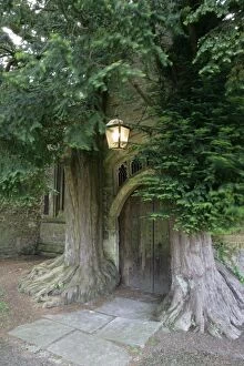 Images Dated 2nd June 2006: Yew Trees - around Parish Church doorway