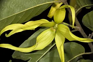 Scent Prints: Ylang-ylang, in flower. Heavily-perfumed flowers