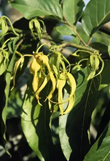 Mayotte Prints: Ylang Ylang Mayotte Island, Comoros, Indian Ocean