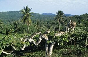 Images Dated 7th June 2007: Ylang Ylang Mayotte Island Comoros Indian Ocean