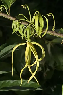 Mayotte Prints: Ylang Ylang Tree - flower