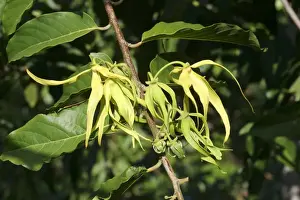 Mayotte Prints: Ylang Ylang Tree - flowers