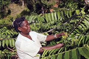 Ylang Ylang Tree - harvesting