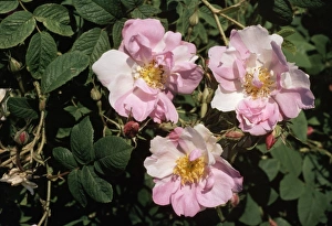 Images Dated 12th April 2007: York & Lancaster Rose