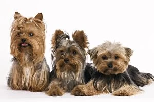 Images Dated 9th October 2008: Yorkshire Terrier