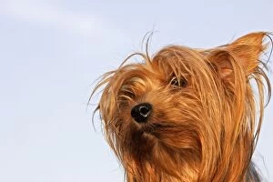 Images Dated 17th April 2007: yorkshire terrier