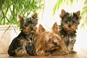 Yorkshire Terrier - adult with two puppies