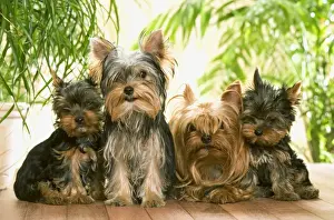 Four Prints: Yorkshire Terrier - adults with two puppies
