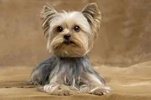 Yorkshire Terrier Dog
