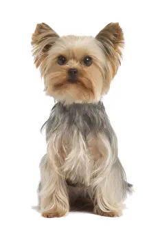 Yorkshire Terriers Prints: Yorkshire Terrier Dog