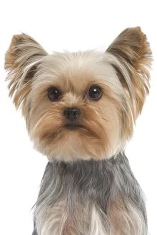 Images Dated 7th January 2008: Yorkshire Terrier Dog
