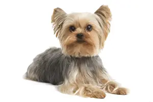 Yorkshire Terrier Dog