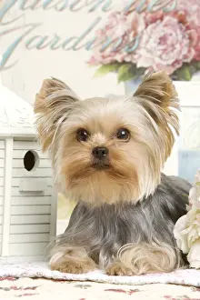 Yorkshire Terrier Dog