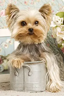Yorkshire Terrier Dog