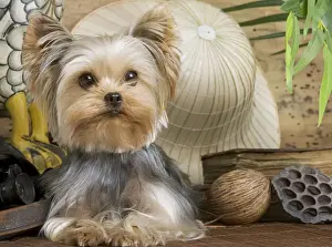 Yorkshire Terrier Dog