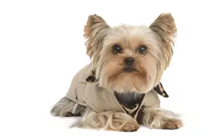 Yorkshire Terrier Dog