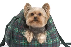 Images Dated 7th January 2008: Yorkshire Terrier Dog